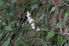 Ophiopogon intermedius